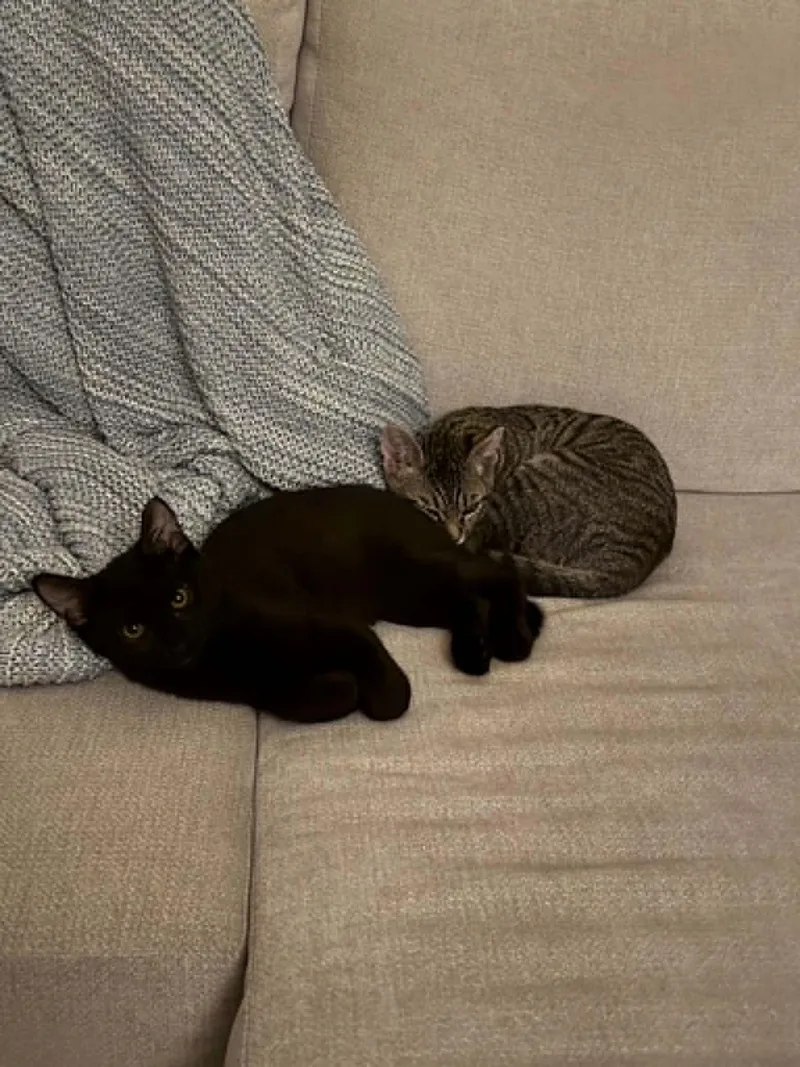 A baby small-sized male Black Domestic Short Hair cat named Oscar & Arthur for adoption in San Jose, CA