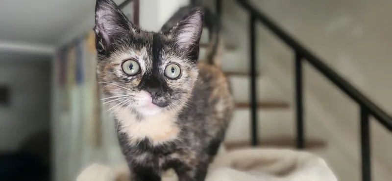 A baby small-sized female Domestic Short Hair cat named CocoPuff for adoption in Henrico, VA
