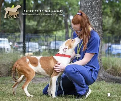 An adult medium-sized female Terrier dog named a Fable for adoption in North Charleston, SC
