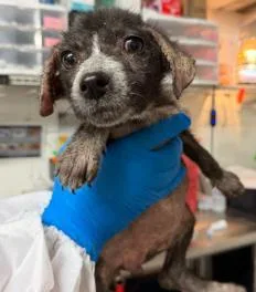An adult medium-sized female Mixed Breed dog named Pablo for adoption in West Chester, PA