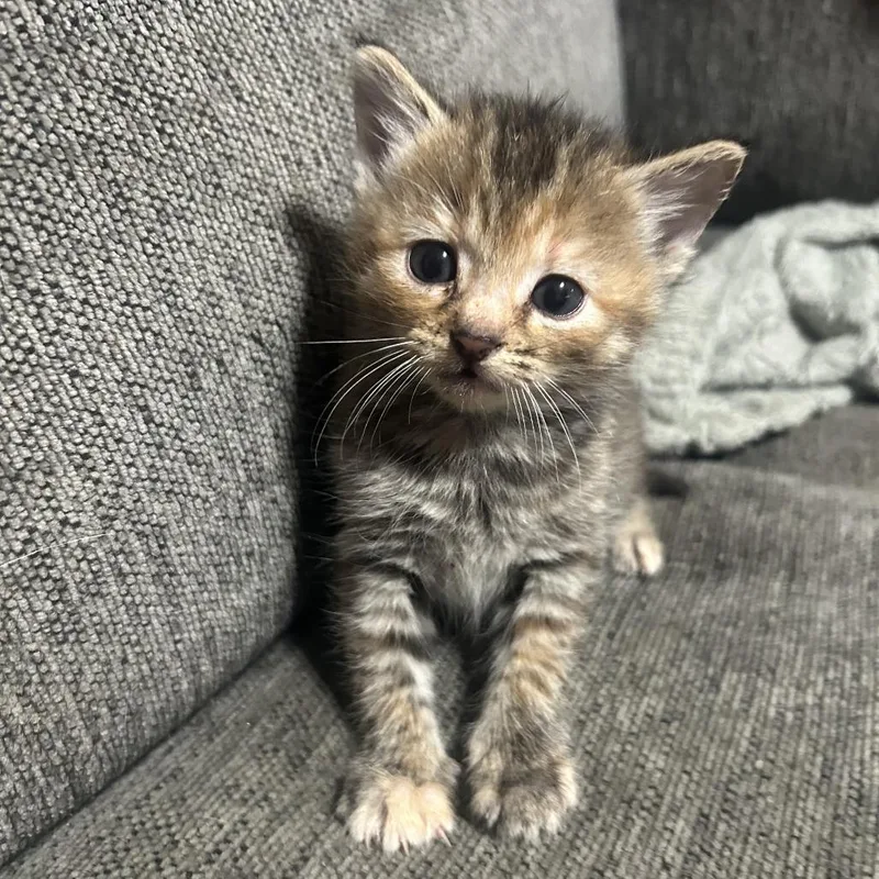 A baby small-sized female Torbie Domestic Short Hair cat named Juniper for adoption in Little Rock, AR
