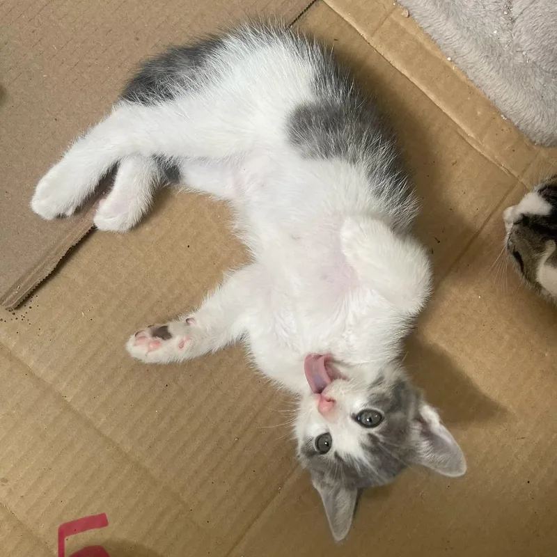 A baby small-sized male Gray / Blue / Silver Domestic Short Hair cat named Ursula Mermaid for adoption in Austin, TX