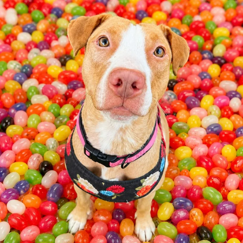 An adult medium-sized female Apricot / Beige Mixed Breed dog named Jellybean for adoption in Binghamton, NY