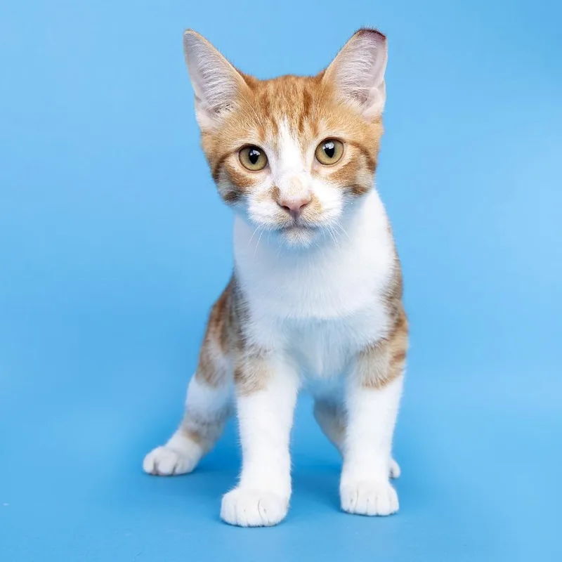 A young medium-sized male Orange / Red Domestic Short Hair cat named Ron Weasley for adoption in Franklin, TN