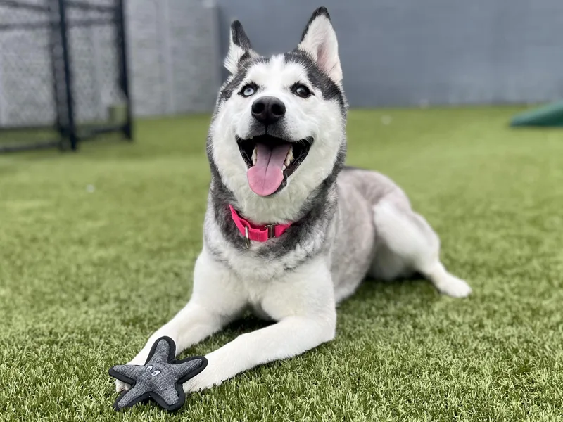An adult medium-sized female Black Husky dog named Maroon for adoption in Columbus, OH