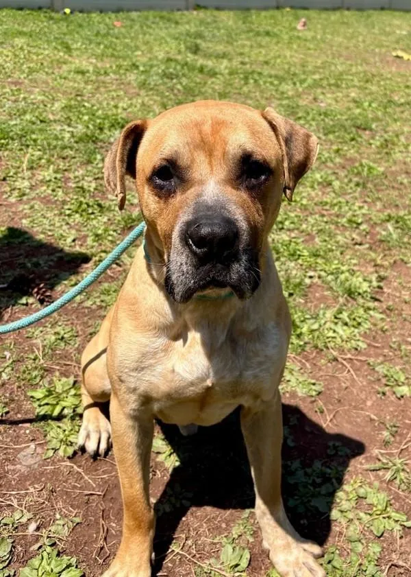 An adult medium-sized male Labrador Retriever dog named Cash for adoption in Skillman, NJ