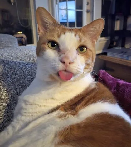 An adult medium-sized male Domestic Short Hair cat named The Orange One for adoption in Fairfax, VA