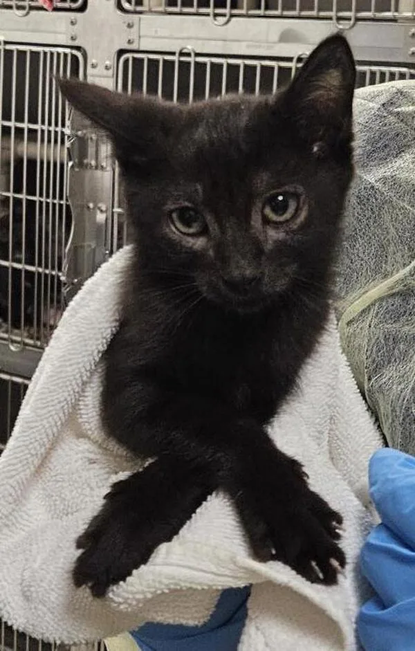 A baby medium-sized male Domestic Short Hair cat named Moon for adoption in Vancouver, WA