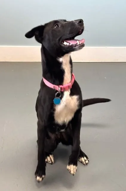 A young medium-sized female Black Mixed Breed dog named Delaney for adoption in Hawk Point, MO