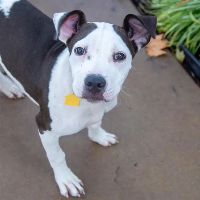 A young medium-sized female Pointer dog named Lilly for adoption in St. Louis, MO