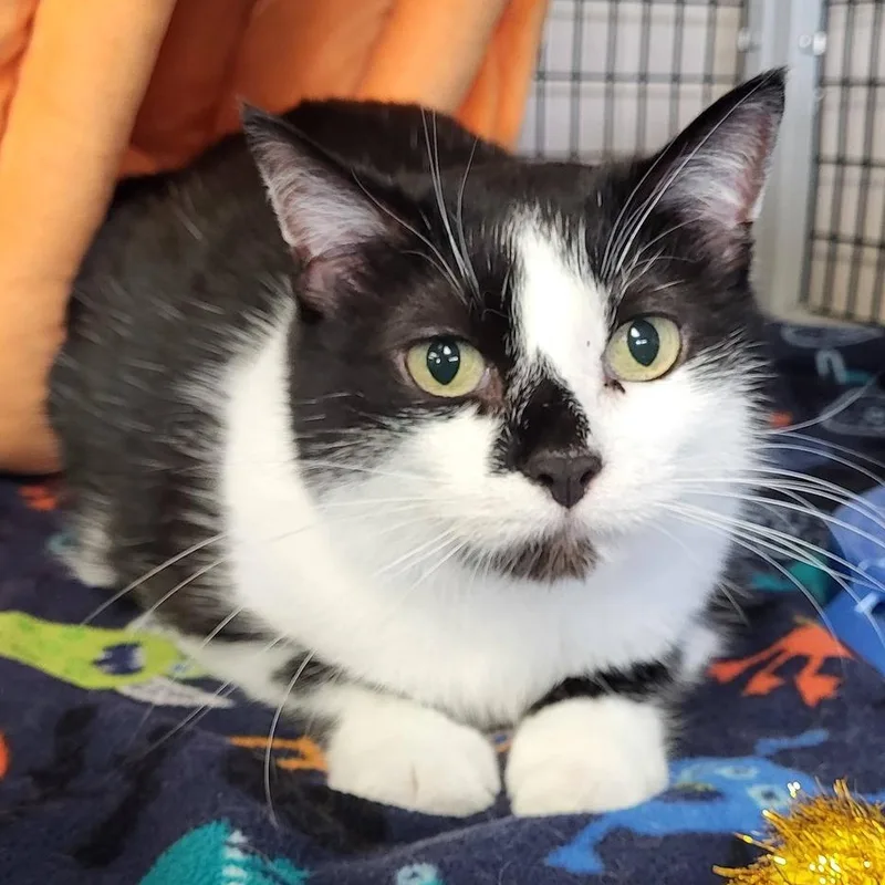 An adult large-sized female Black & White / Tuxedo Domestic Short Hair cat named MoMo for adoption in Chilton, WI