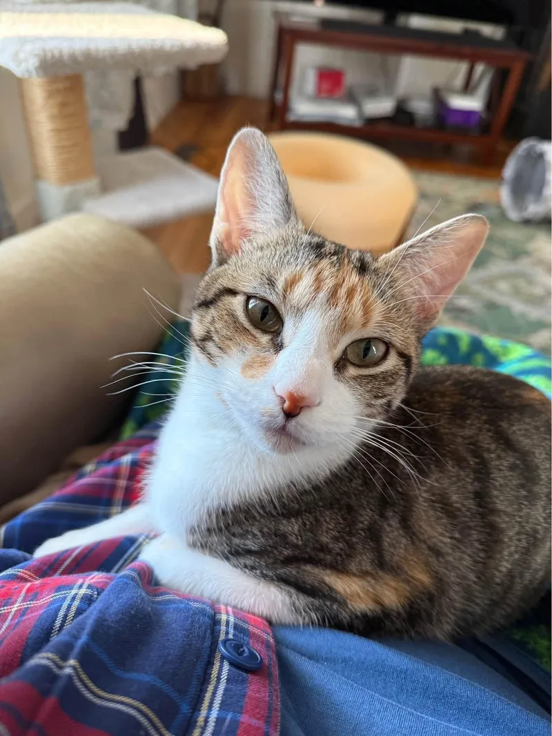 A young medium-sized female Domestic Short Hair cat named Noel for adoption in Enfield, CT