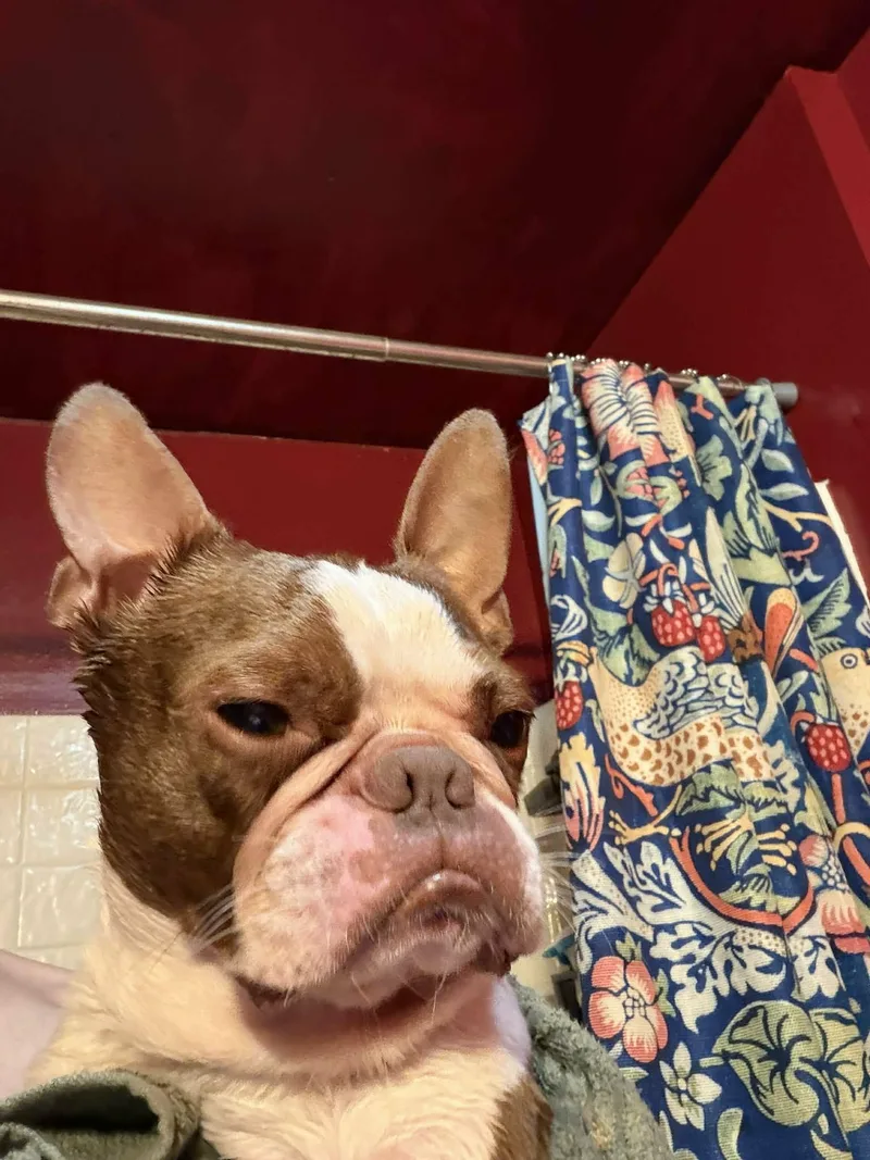 Hooch Bo thumbnail 2