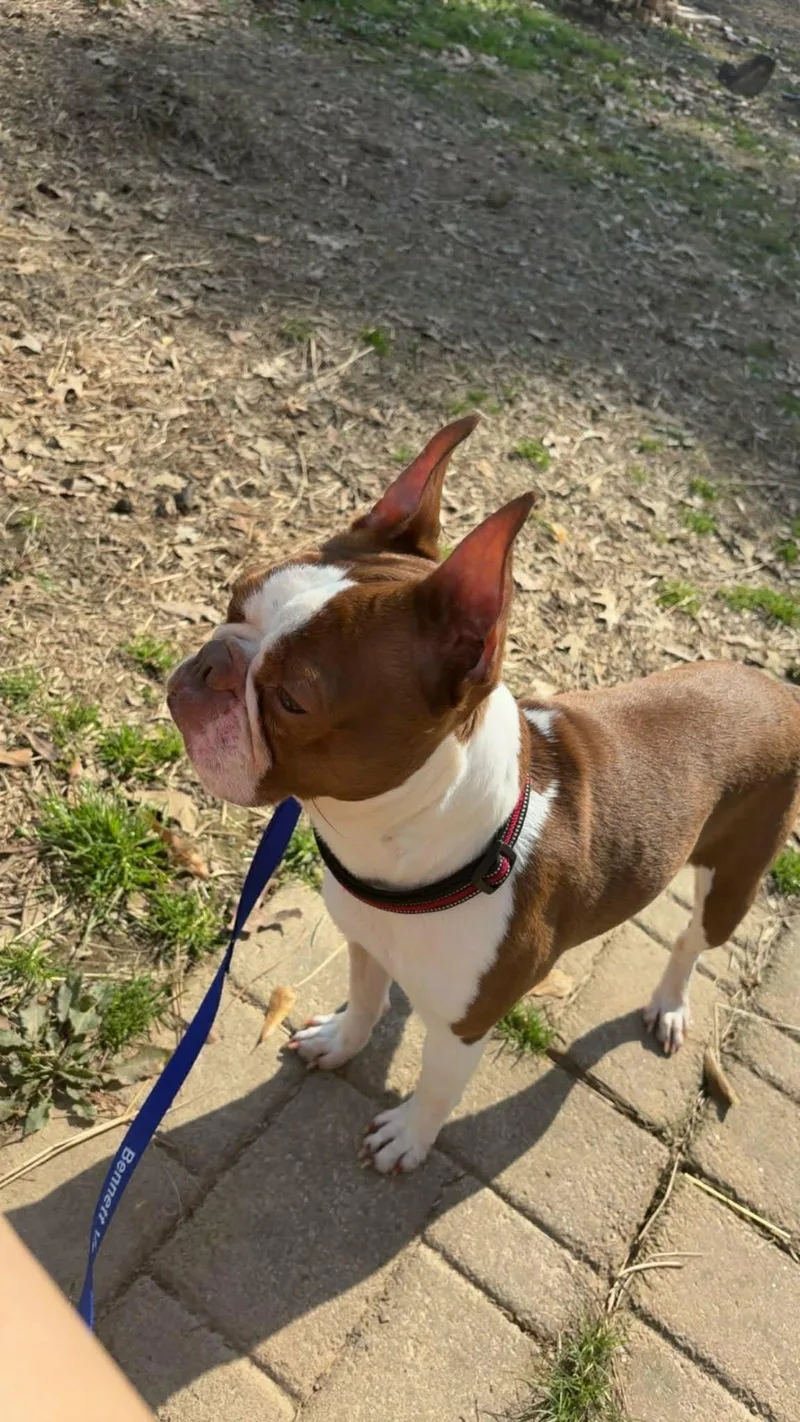 Hooch Bo thumbnail 3