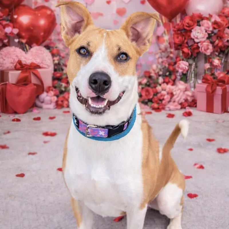 An adult medium-sized female Pit Bull Terrier dog named Alora for adoption in Justin, TX