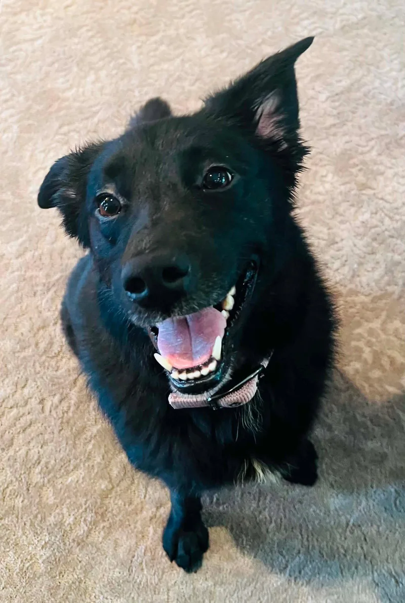 An adult medium-sized female Labrador Retriever dog named Josey for adoption in Germantown, OH