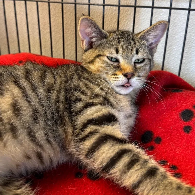 A baby medium-sized female Domestic Short Hair cat named Sally for adoption in Saginaw, MI