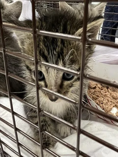 A baby small-sized male Brown / Chocolate Domestic Short Hair cat named Vespa for adoption in Tavares, FL