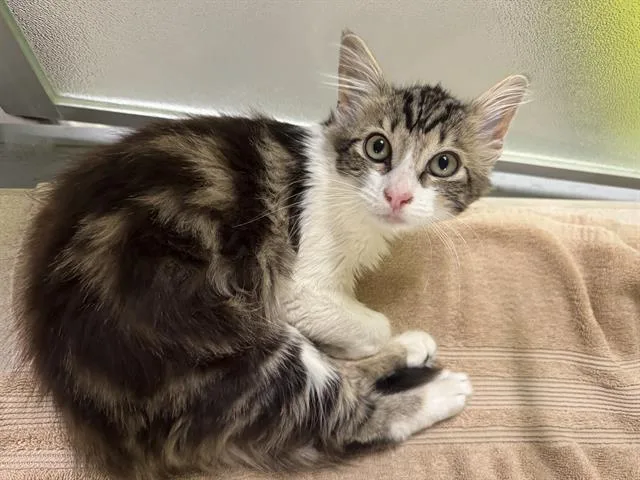 A baby small-sized female Domestic Medium Hair cat named Miryam Villareal for adoption in San Martin, CA