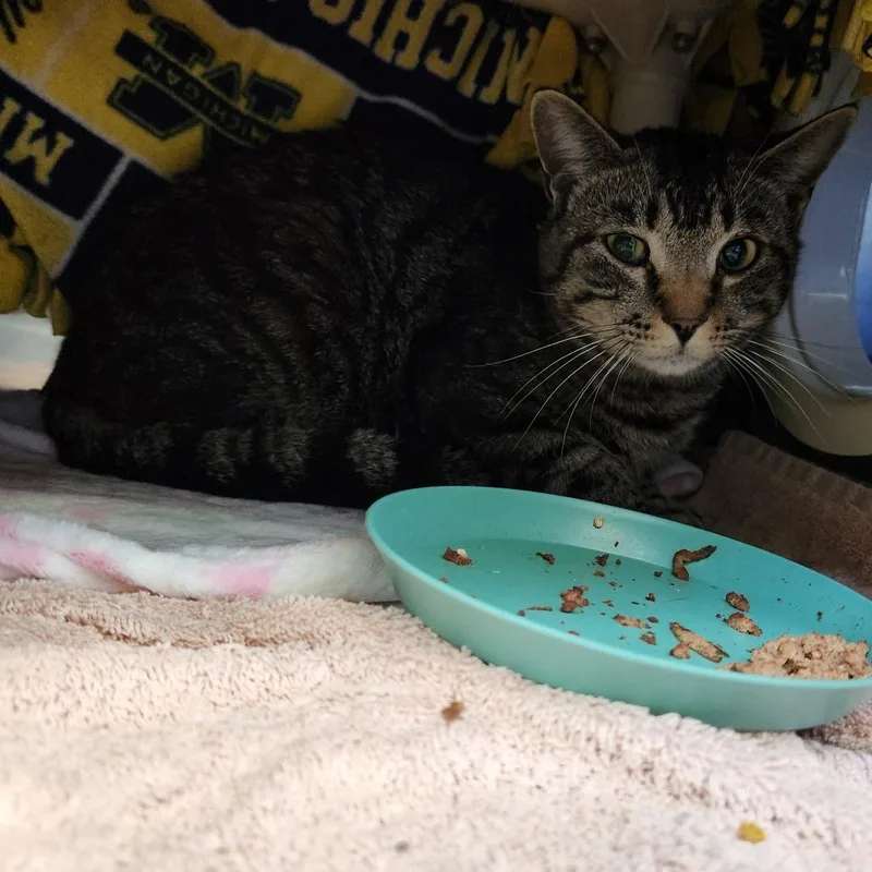 A baby small-sized male Black Domestic Short Hair cat named Simba Booboo for adoption in Grand Rapids, MI
