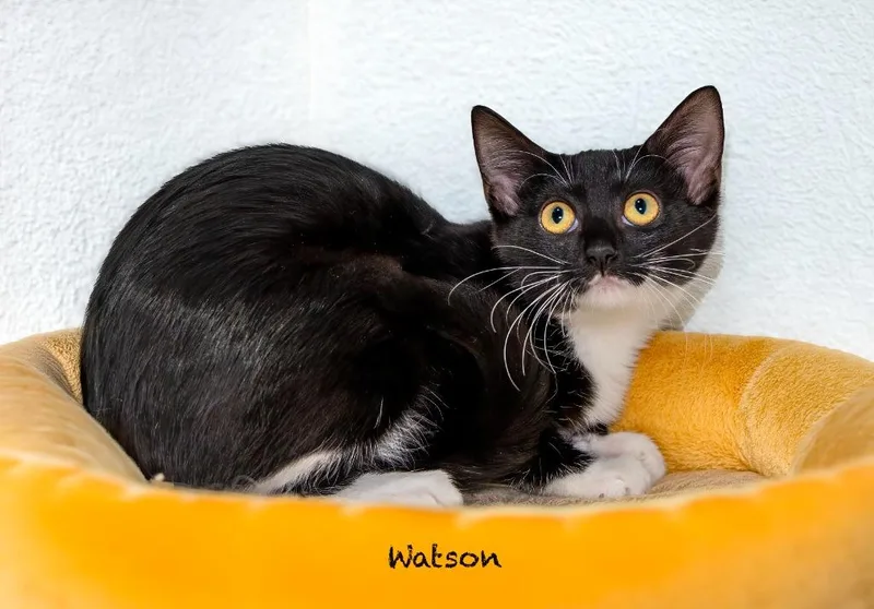 A baby small-sized female Domestic Short Hair cat named Watson for adoption in Hot Springs Village, AR