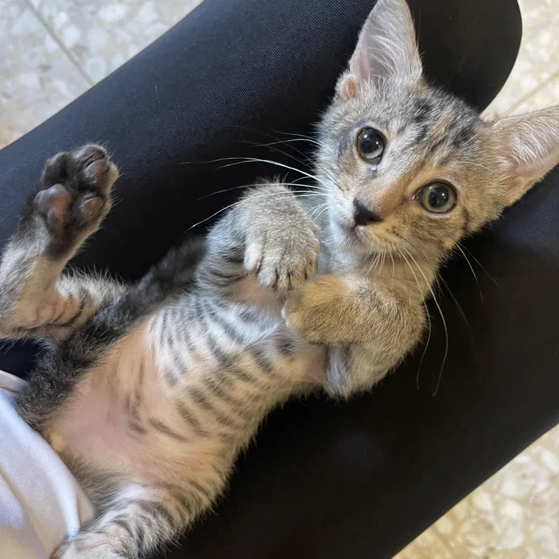 A baby small-sized female Tabby (Gray / Blue / Silver) Domestic Short Hair cat named Hermione for adoption in Liverpool, TX