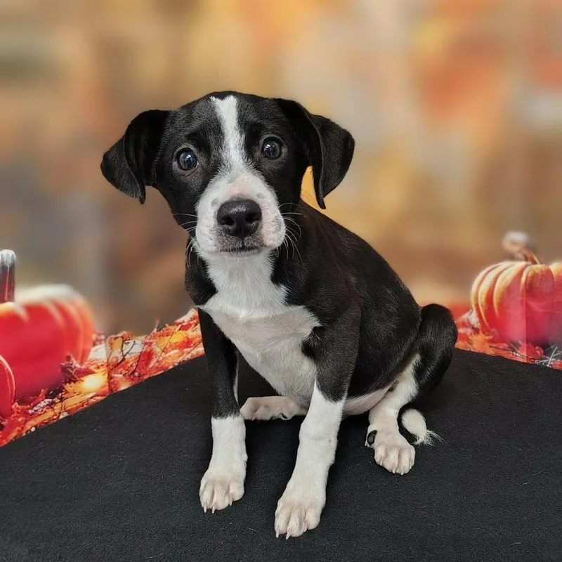A baby medium-sized male Black Australian Shepherd dog named Mikel for adoption in Griswold, CT