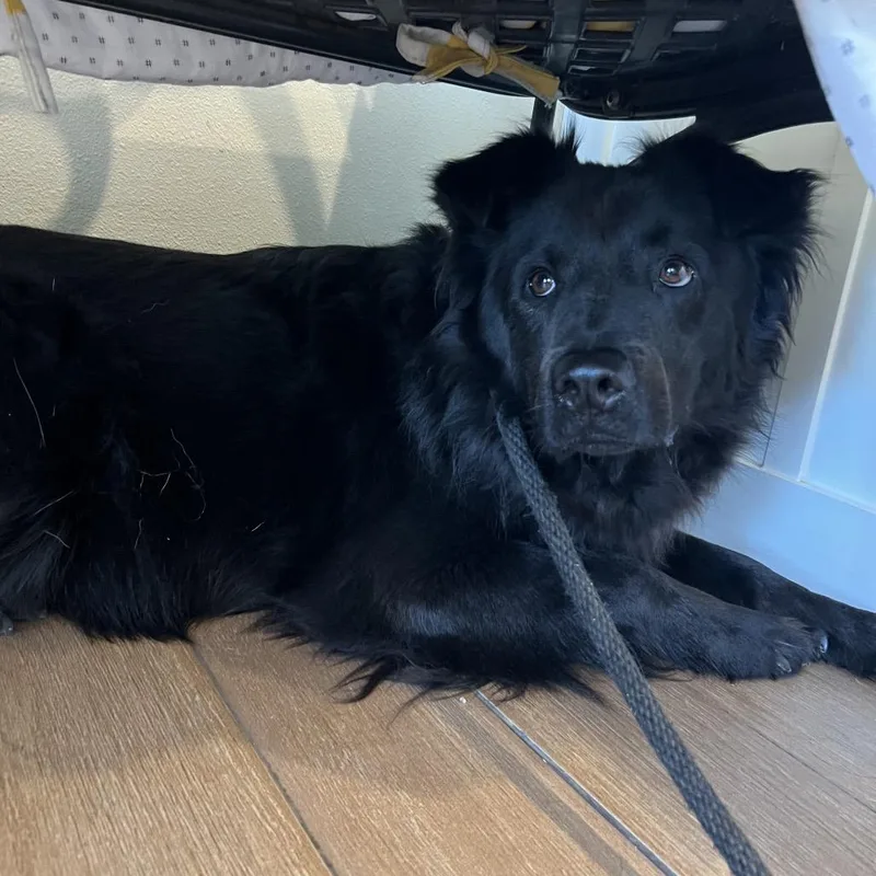 An adult medium-sized male Black Chow Chow dog named Bob for adoption in Ojai, CA