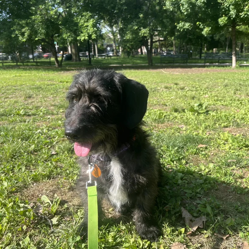 A young medium-sized male Brown / Chocolate Dachshund (Long Haired) dog named Finley for adoption in Brooklyn, NY
