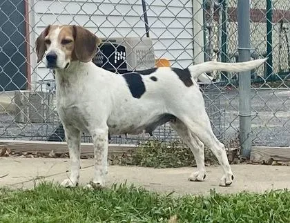 An adult medium-sized female Tricolor (Brown, Black, & White) Beagle dog named Emily for adoption in Glasgow, KY