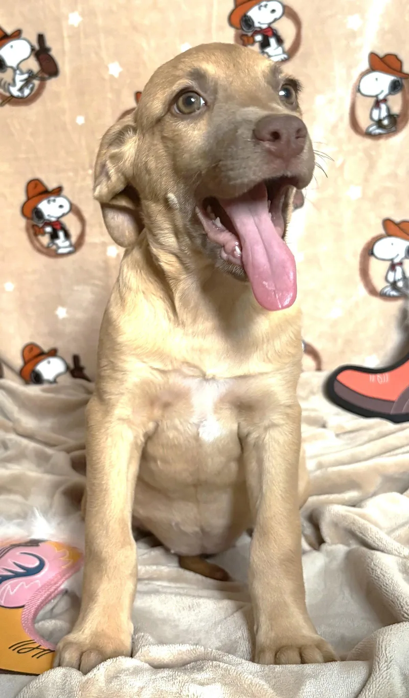 A baby large-sized female Pit Bull Terrier dog named Montana for adoption in Wetumpka, AL