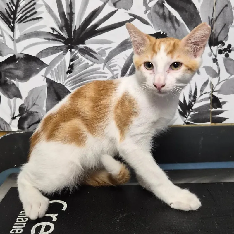 A baby small-sized male White Domestic Short Hair cat named Earle for adoption in Wahiawa, HI