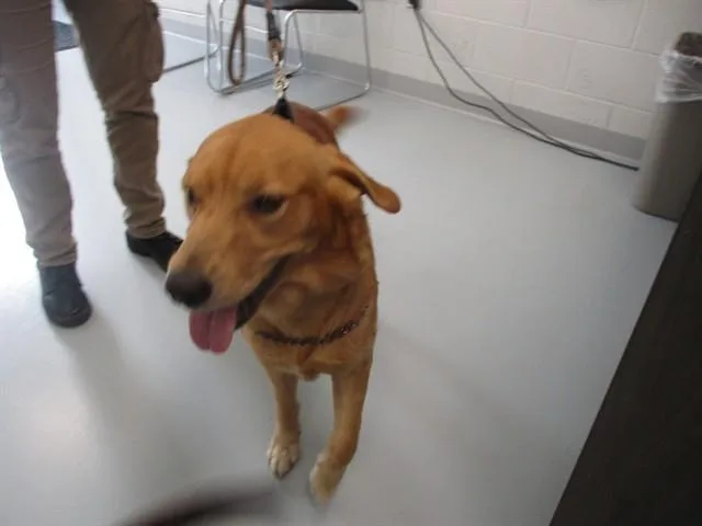 An adult large-sized male Golden Retriever dog named A for adoption in Ocala, FL