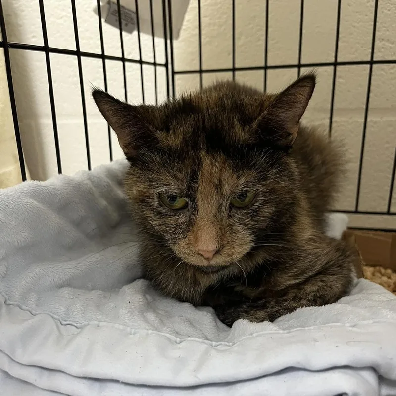 A young small-sized female Tortoiseshell Domestic Short Hair cat named Ashica for adoption in Verona, VA