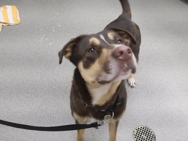 An adult medium-sized male Labrador Retriever dog named Jonah for adoption in Omaha, NE