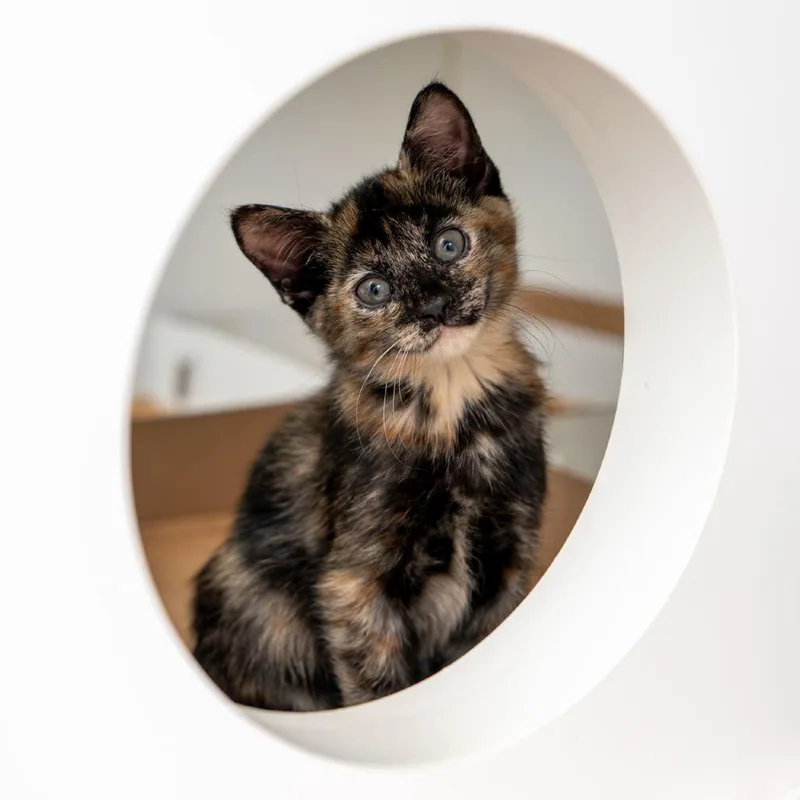 A baby small-sized female Tortoiseshell Domestic Short Hair cat named Howling for adoption in New York, NY
