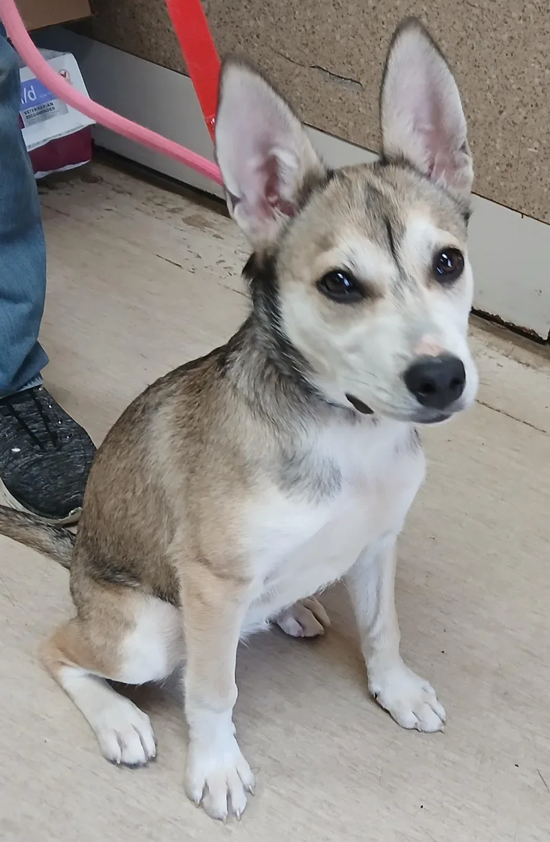A young medium-sized female White / Cream Mixed Breed dog named Molly for adoption in Miller Beach, IN