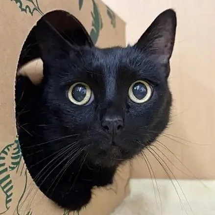 A senior medium-sized female Black Domestic Short Hair cat named Fluffy for adoption in Saint Louis, MO