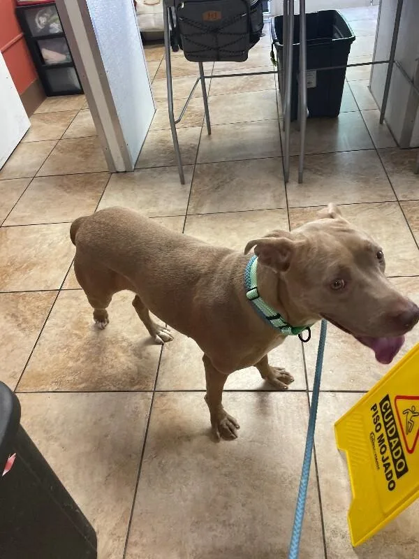 An adult medium-sized female Brown / Chocolate Mixed Breed dog named Elowen for adoption in Cincinnati, OH