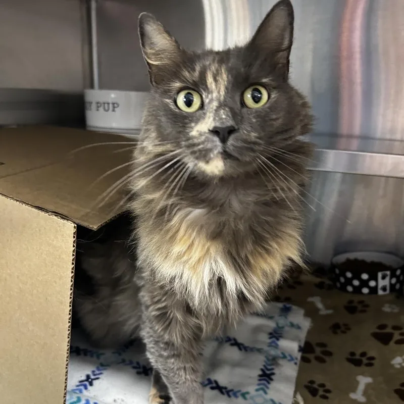 An adult small-sized female Domestic Long Hair cat named Fluffball for adoption in Delaware, OH
