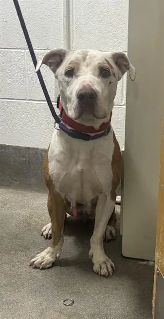 An adult medium-sized female Pit Bull Terrier dog named Kasey for adoption in Upper Marlboro, MD