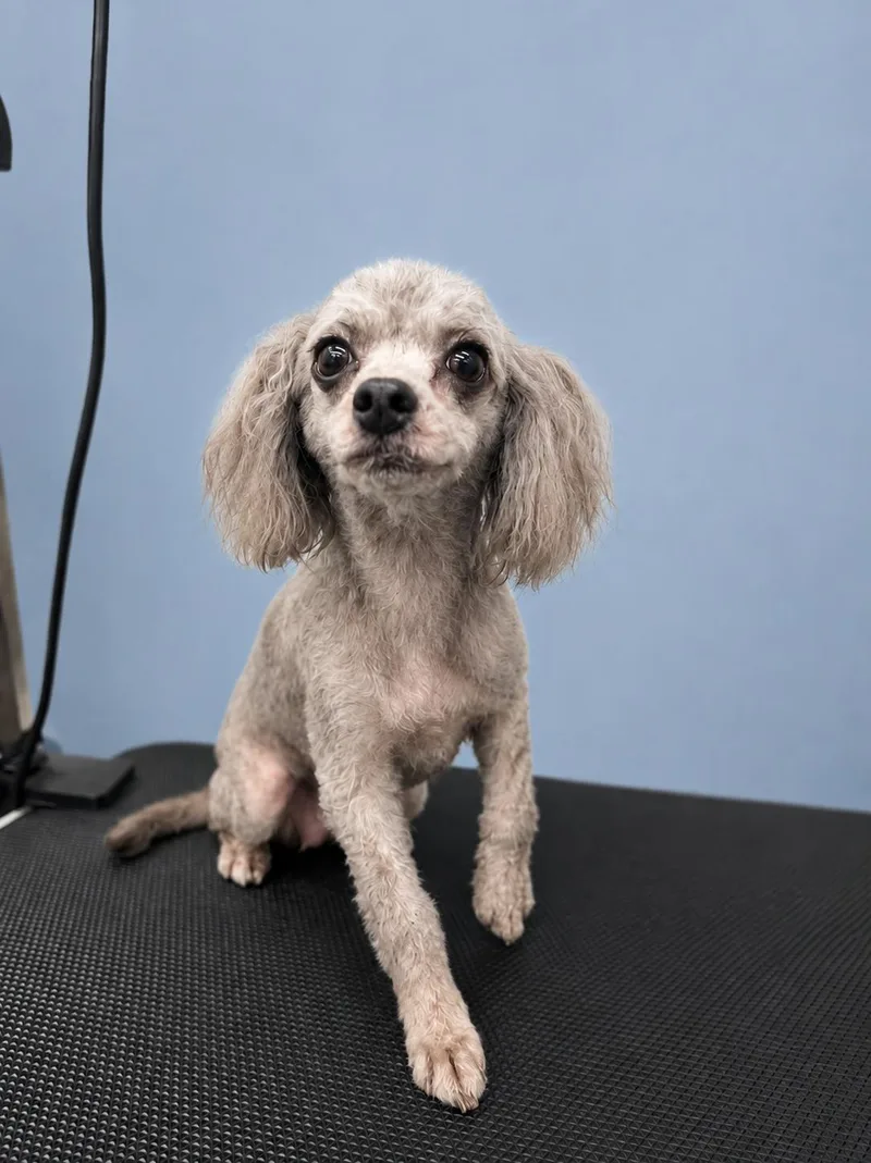 An adult small-sized female Gray / Blue / Silver Havanese dog named Margaret for adoption in Blue Earth, MN