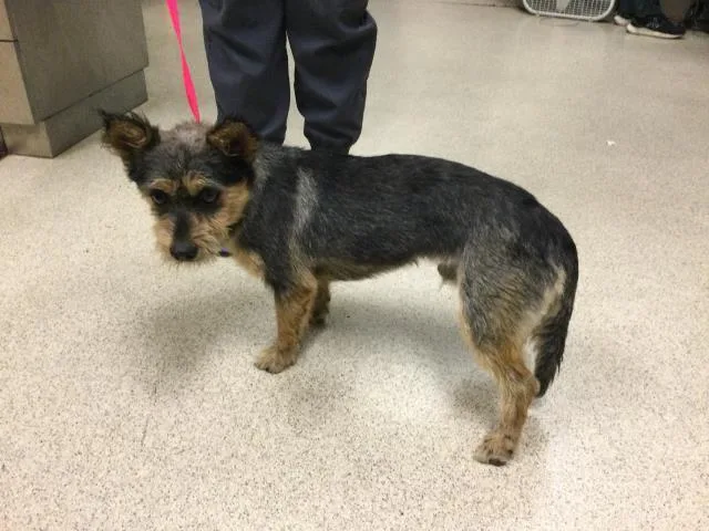 An adult medium-sized male Terrier dog named Valor for adoption in Riverside, CA