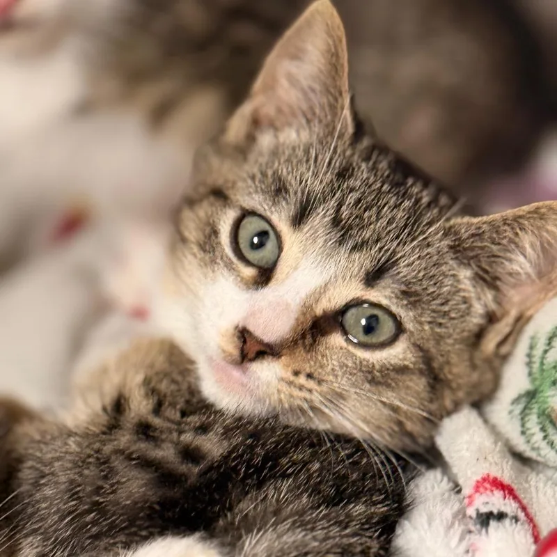 A baby small-sized female Domestic Short Hair cat named Lizzie for adoption in Cumming, GA