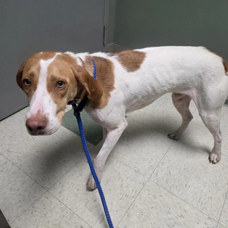 An adult medium-sized male Yellow / Tan / Blond / Fawn Hound dog named Ticky for adoption in Windsor, VA