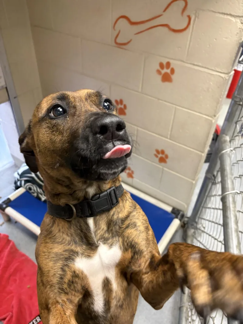 A young medium-sized female Brindle Rhodesian Ridgeback dog named Serena for adoption in West Warwick, RI