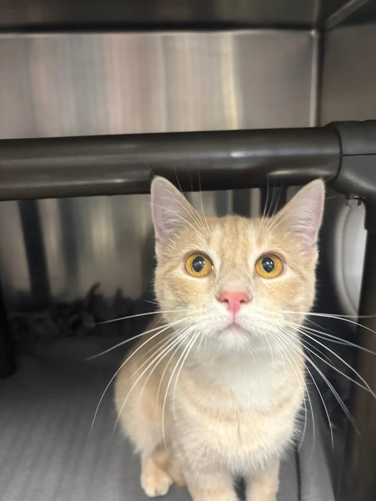 A young small-sized female Domestic Short Hair cat named WellyBean for adoption in Boone, IA
