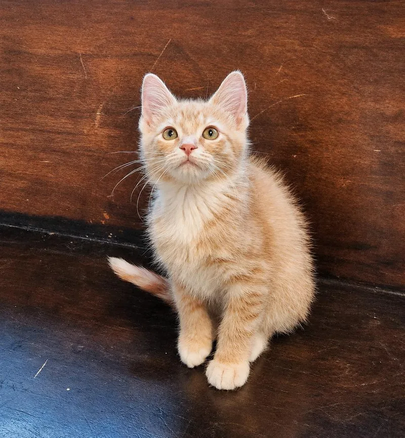 A baby small-sized male Orange & White Domestic Short Hair cat named Toast for adoption in Homer Glen, IL