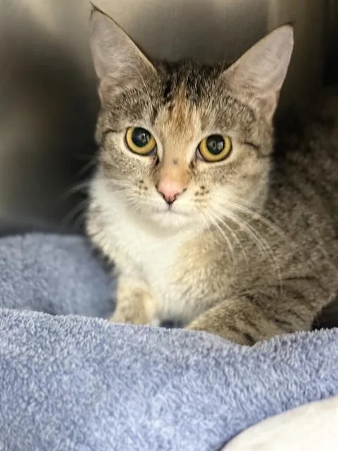 A young medium-sized female Domestic Short Hair cat named Mora for adoption in Methuen, MA