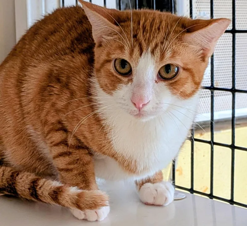 A baby medium-sized female Domestic Short Hair cat named Creamsicle for adoption in St. Augustine, FL